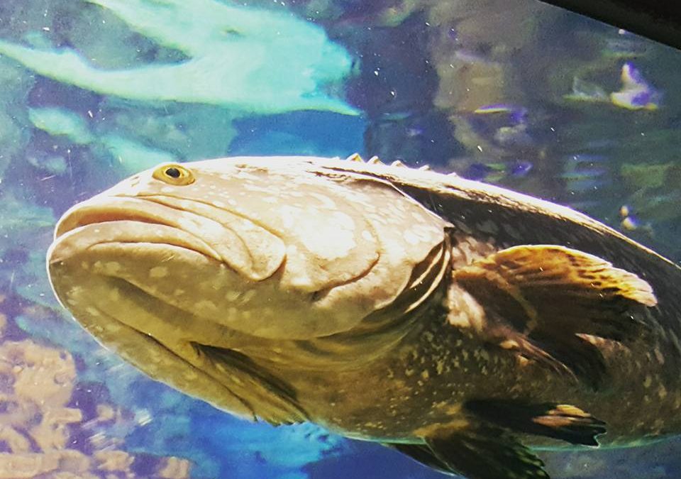 Wrocław, Afrykanarium